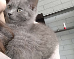 Кошки в других городах Московской области: Котёнок в добрые руки Девочка, Бесплатно - фото 2