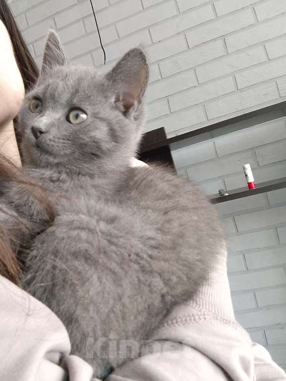 Кошки в других городах Московской области: Котёнок в добрые руки Девочка, Бесплатно - фото 2