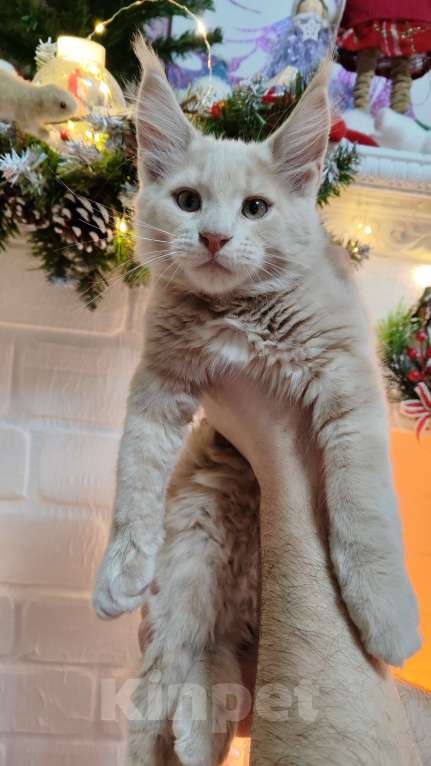 Кошки в других городах Московской области: Котенок мейн кун Мальчик, 30 000 руб. - фото 2