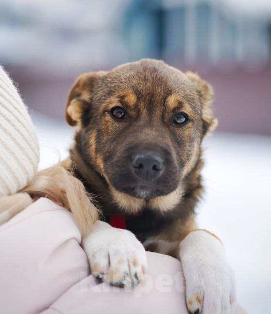 Собаки в других городах Московской области: самая ласковая девочка ищет дом Девочка, Бесплатно - фото 5