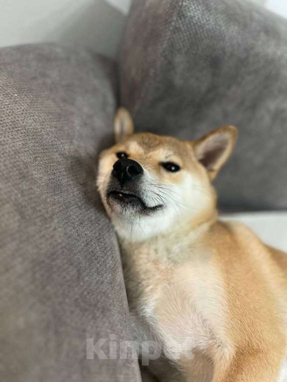 Собаки в Москве: Девочка Сиба-Ину Девочка, 15 000 руб. - фото 5