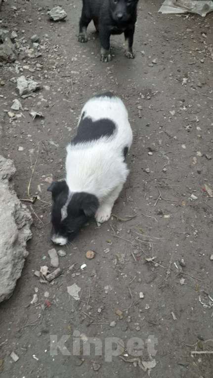 Собаки в Самаре: В добрые руки Мальчик, Бесплатно - фото 2