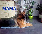 Собаки в Омске: Девочка 2 Девочка, Бесплатно - фото 6