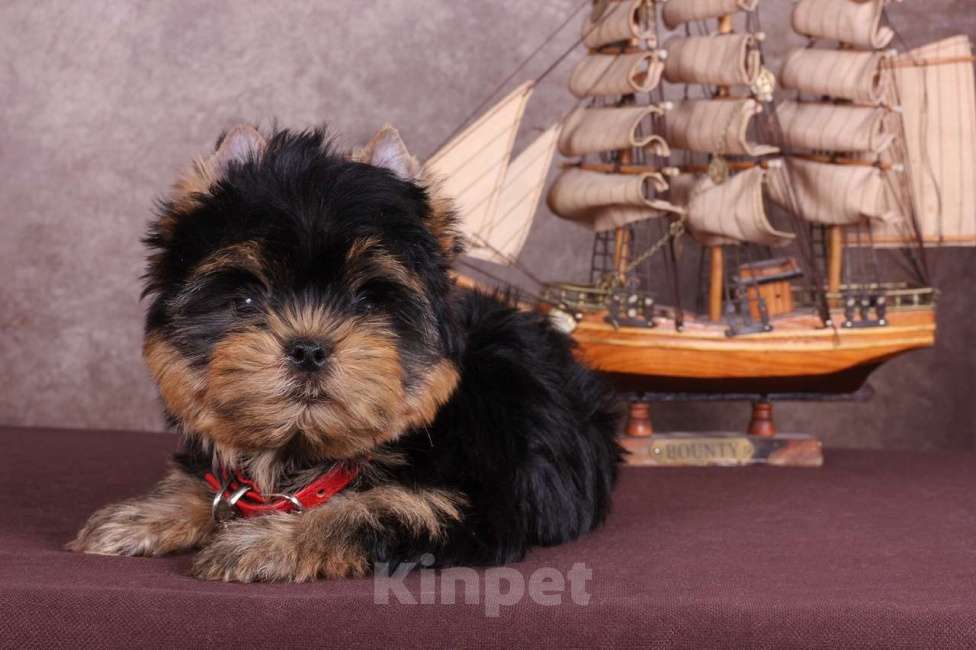 Собаки в Москве: Йоркширский терьер красивый курносик Федерико РКФ Мальчик, 50 000 руб. - фото 2