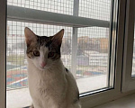 Кошки в Мытищах: Очень ласковый кот Веня ищет дом Мальчик, Бесплатно - фото 4