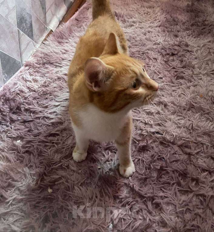Кошки в Чите: Отдам кошечку в добрые руки Девочка, Бесплатно - фото 1