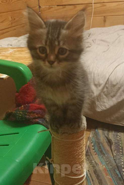 Кошки в Москве: Пушистые котята в добрые руки Мальчик, 1 руб. - фото 6