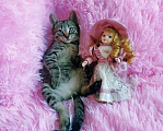 Кошки в Санкт-Петербурге: Мимимишный малютка, серый  котенок 2 мес Мальчик, 200 руб. - фото 2