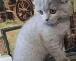 Кошки в Зеленограде: Кот на вязку, 2 000 руб. - фото 9
