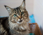 Кошки в Теберде: Котята мейн кун, 16 000 руб. - фото 1