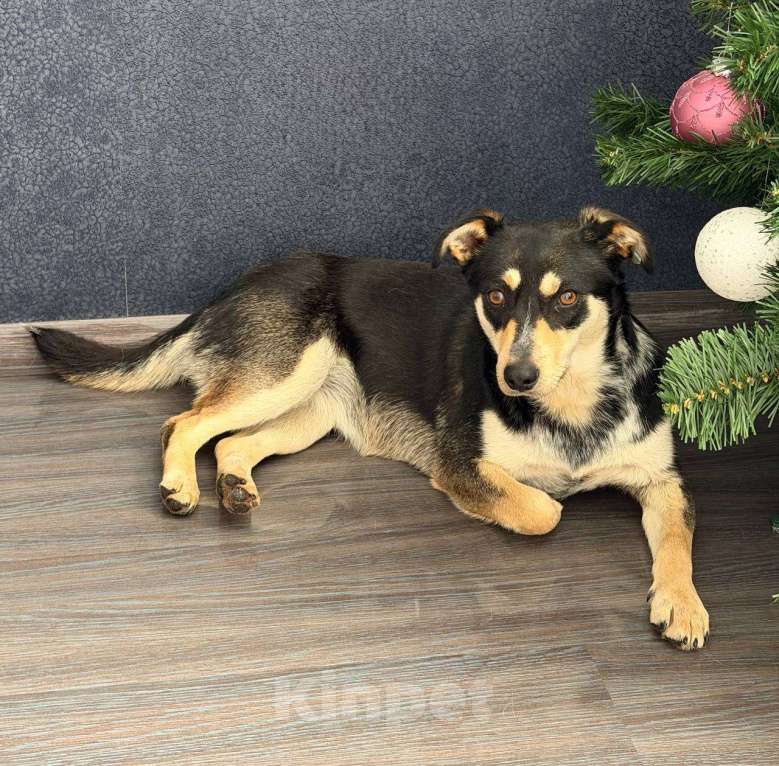 Собаки в Рузе: Мэри в добрые руки Девочка, Бесплатно - фото 1