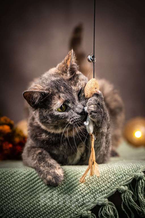 Кошки в Клине: Ася — красавица с редким окрасом Девочка, Бесплатно - фото 2