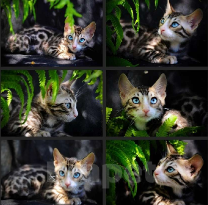 Кошки в Москве: Бенгальские котята Мальчик, Бесплатно - фото 3