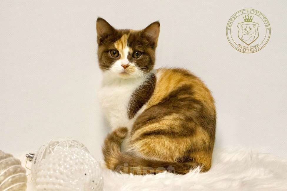 Кошки в Люберцах: Британский котенок Девочка, 50 000 руб. - фото 1