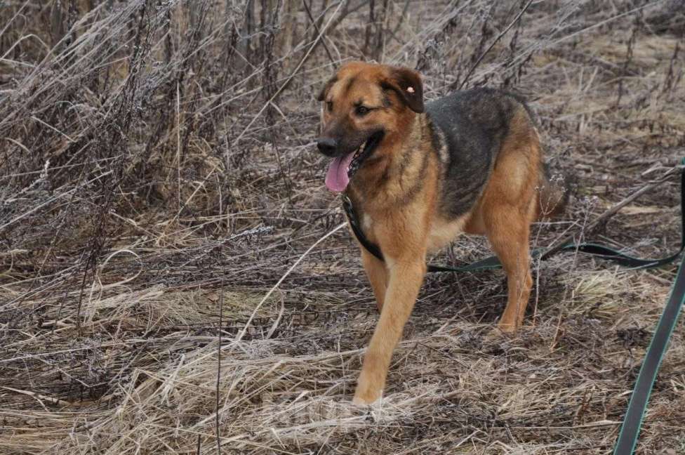 Собаки в Ногинске: Квейл ждет свою семью в приюте Мальчик, Бесплатно - фото 4