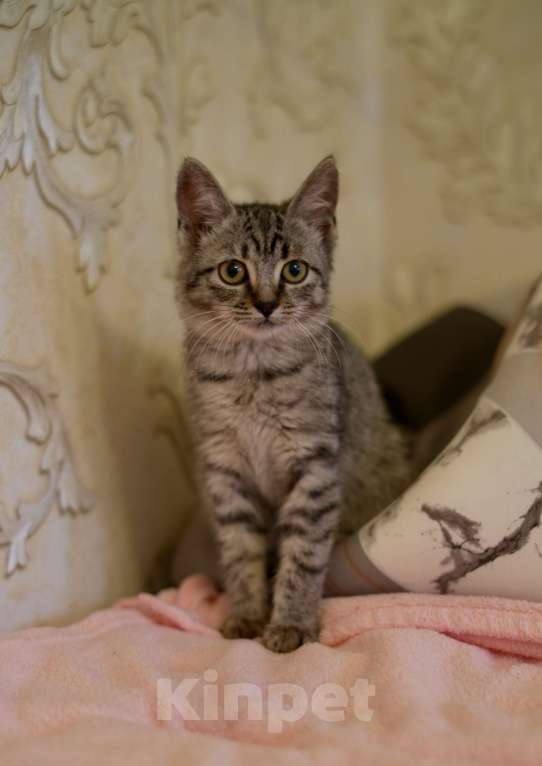 Кошки в Москве: Малышка Мелисса ищет семью Девочка, Бесплатно - фото 1