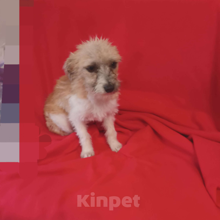 Собаки в Санкт-Петербурге: Собака в добрые руки  Девочка, Бесплатно - фото 2