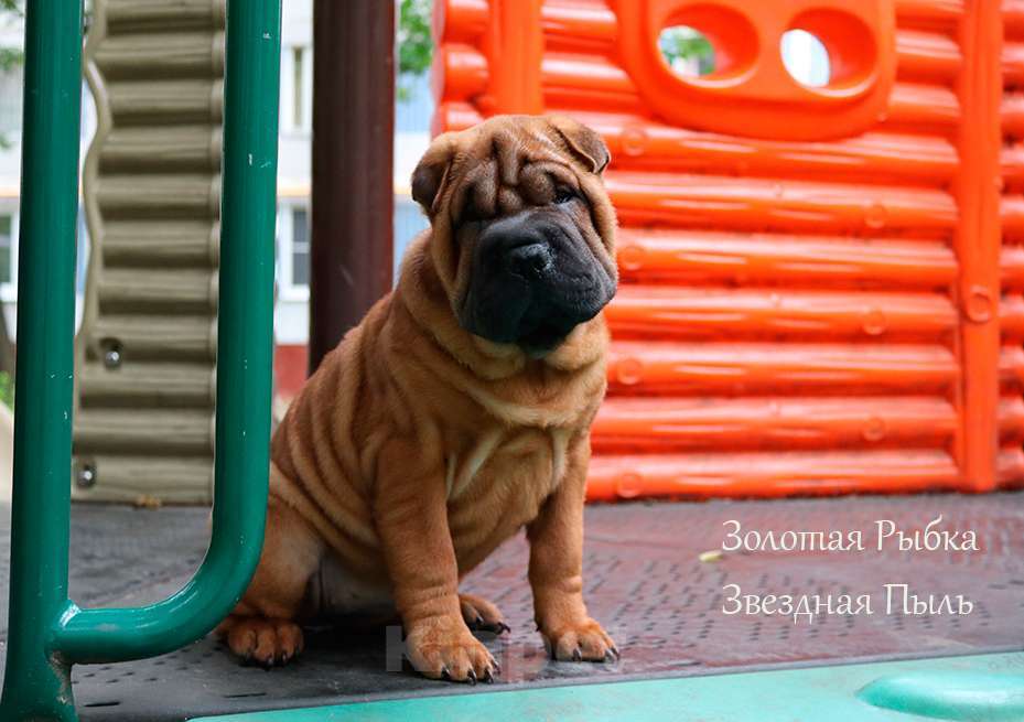 Собаки в Москве: Щенок шар-пея девочка с документами Девочка, 50 000 руб. - фото 2