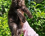 Кошки в Санкт-Петербурге: Котята мейн-кун Девочка, 35 000 руб. - фото 1