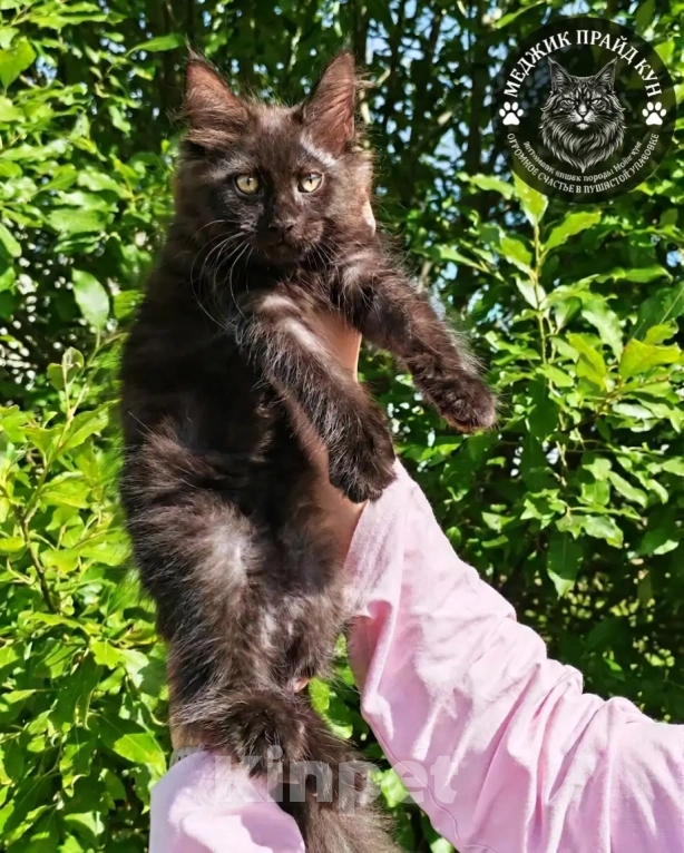 Кошки в Санкт-Петербурге: Котята мейн-кун Девочка, 35 000 руб. - фото 1