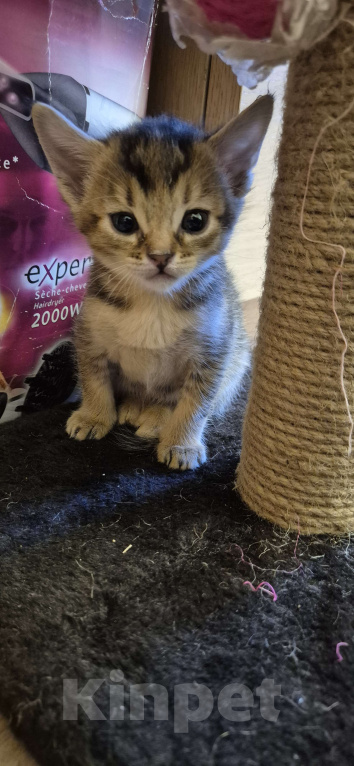 Кошки в Москве: 3 девочки дикий окрасс Девочка, Бесплатно - фото 4