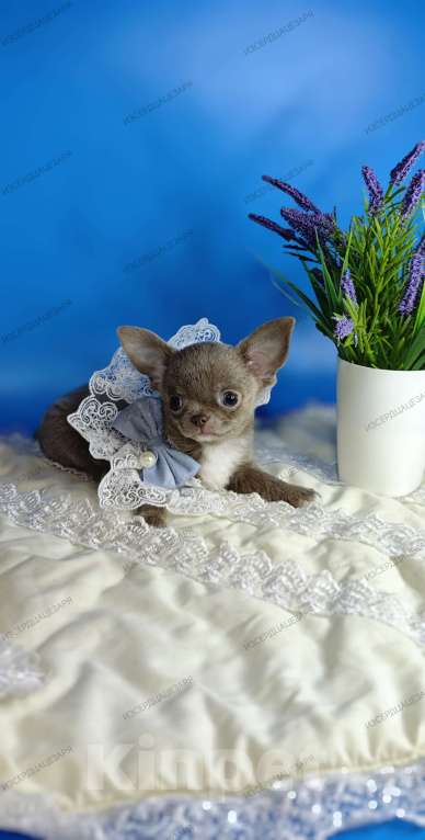 Собаки в Москве: Мини чихуахуа мальчик лилового окраса Мальчик, 50 000 руб. - фото 2