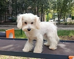 Собаки в Москве: Мальтипу мини, мальчик Мики, 6 месяцев Мальчик, 40 000 руб. - фото 2