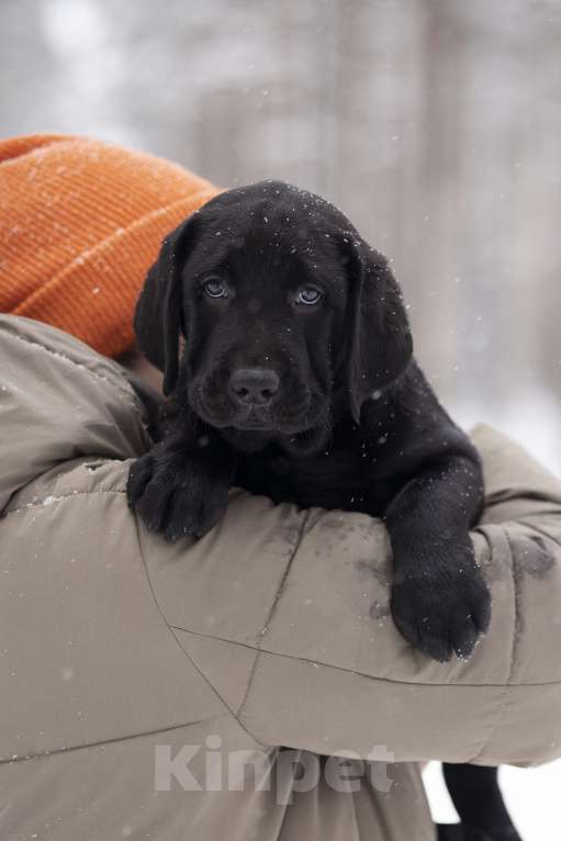 Собаки в Санкт-Петербурге: IRISLAV BINGO Мальчик, 160 000 руб. - фото 6