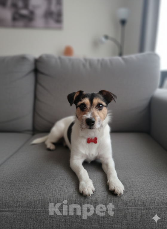 Собаки в Санкт-Петербурге: Маленькая собака в добрые руки Девочка, Бесплатно - фото 1