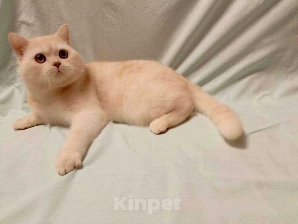 Кошки в Москве: Британский котик Мальчик, 30 000 руб. - фото 2