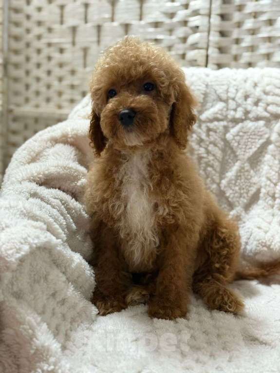 Собаки в Туле: Лабрадудль мальчик  Мальчик, 120 000 руб. - фото 2