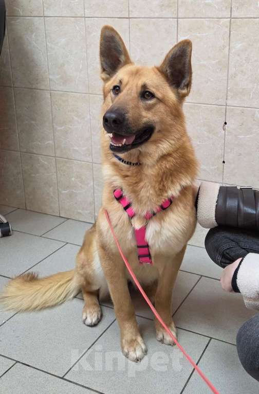 Собаки в Москве: Шикарный парень Рэй в добрые руки! Мальчик, Бесплатно - фото 7