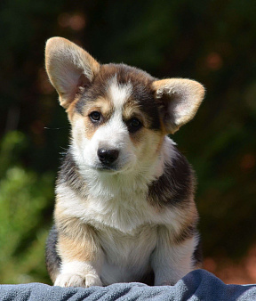 Объявление: Великолепный щенок корги окрас триколор , 80 000 руб., Самара