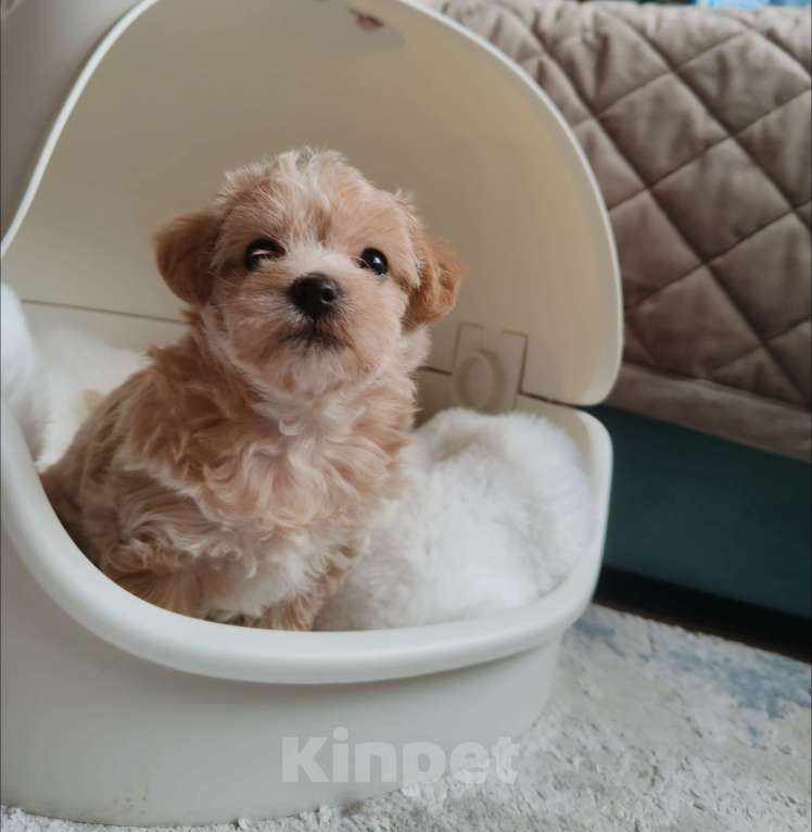 Собаки в Чехове: Мальтипу Ф1 Девочка, Бесплатно - фото 4