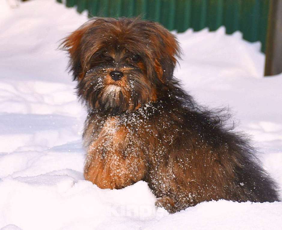 Собаки в Москве: Мальтипу мальчик редкого окраса Мальчик, 50 000 руб. - фото 4
