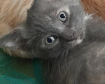 Кошки в Видном: Котёнок в добрые руки Девочка, 10 руб. - фото 1