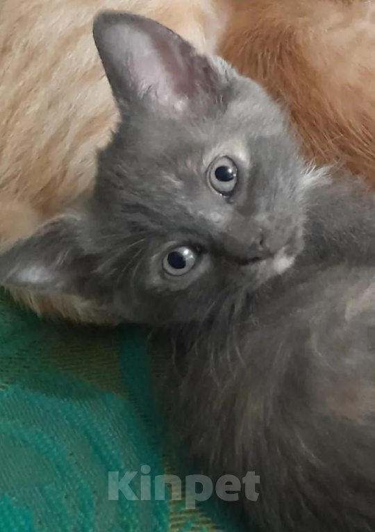Кошки в Видном: Котёнок в добрые руки Девочка, 10 руб. - фото 1