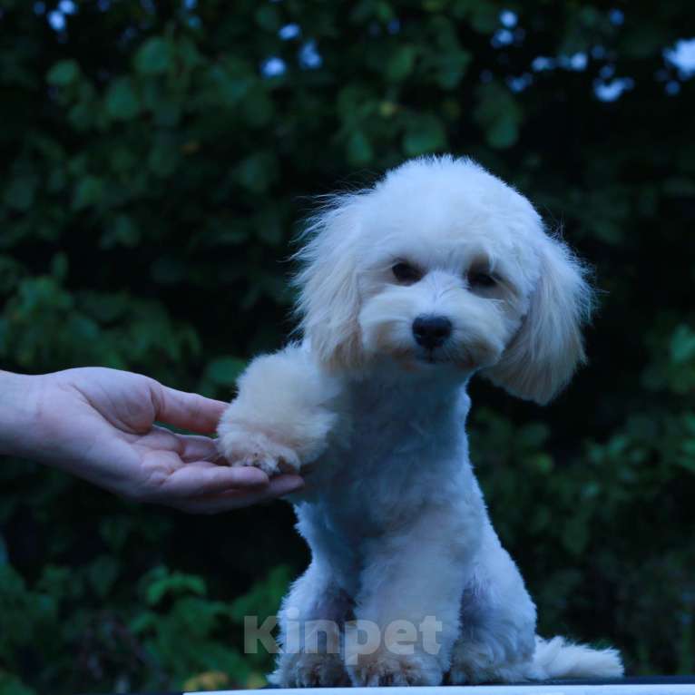 Собаки в Москве: мальтипу Ф1 щенки мини Мальчик, 60 000 руб. - фото 2