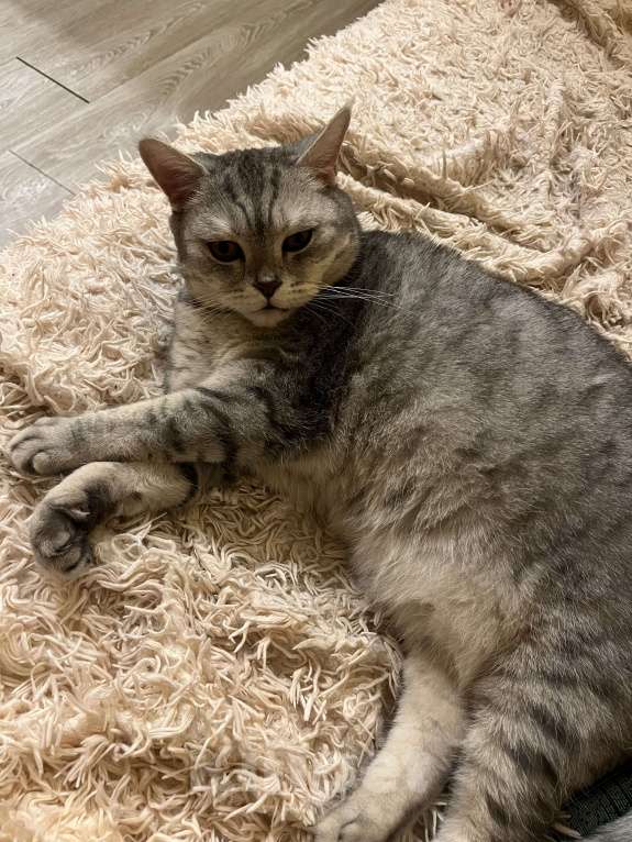 Кошки в Красногорске: Кота в добрые руки Мальчик, Бесплатно - фото 4