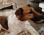 Собаки в Реутове: Ланочка в добрые руки Девочка, Бесплатно - фото 1