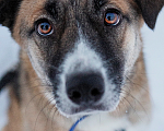 Собаки в Домодедово: Огненная Дейзи Девочка, 1 руб. - фото 2