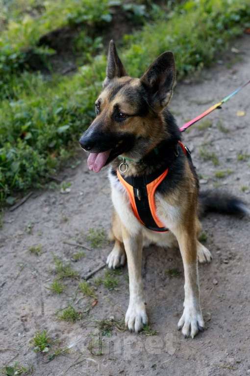 Собаки в Москве: Тоффи самая ласковая собака в мире! Девочка, Бесплатно - фото 8