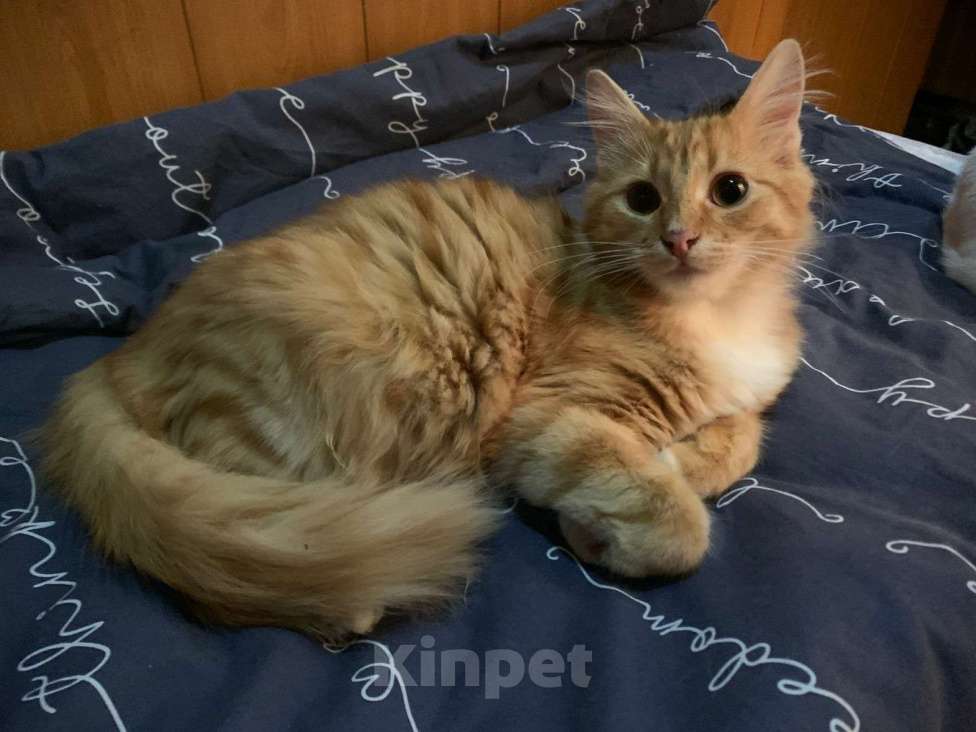 Кошки в Москве: Рыжики в дар Мальчик, Бесплатно - фото 3