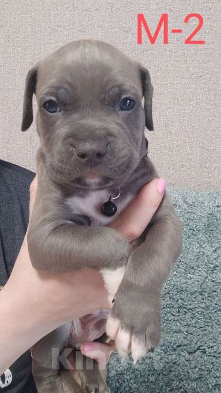 Собаки в Самаре: Щенки Амерeканcкого Стаффoрдширcкогo Tepьeра Мальчик, 40 000 руб. - фото 3