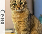 Кошки в Москве: Котенок Сеня ищет дом Мальчик, Бесплатно - фото 2