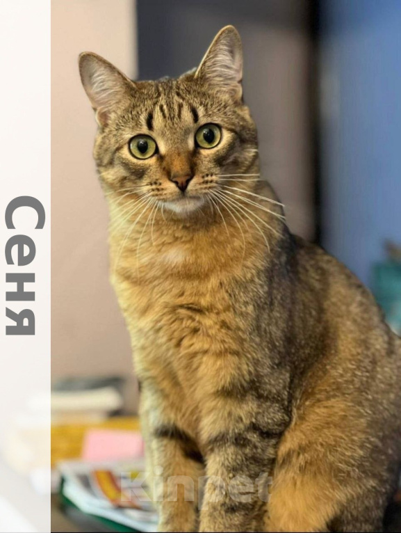 Кошки в Москве: Котенок Сеня ищет дом Мальчик, Бесплатно - фото 2