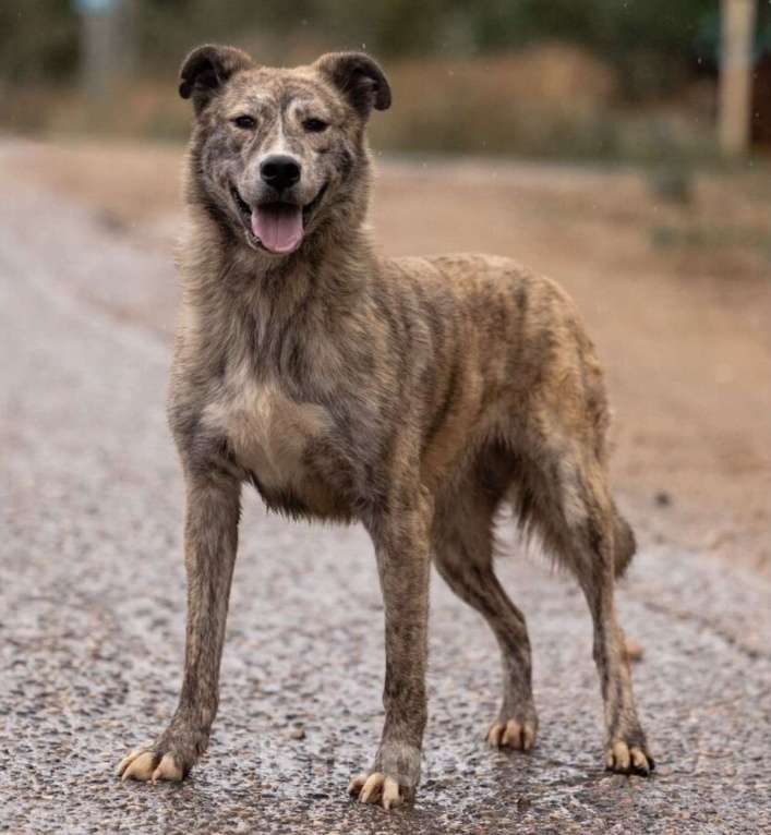 Собаки в других городах Владимирской области: Красивая и добрая собака в добрые руки бесплатно Девочка, Бесплатно - фото 3