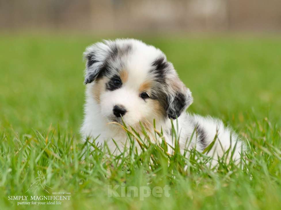 Собаки в других городах Московской области: щенки австралийской овчарки (аусси) РКФ Разнополые, Бесплатно - фото 3