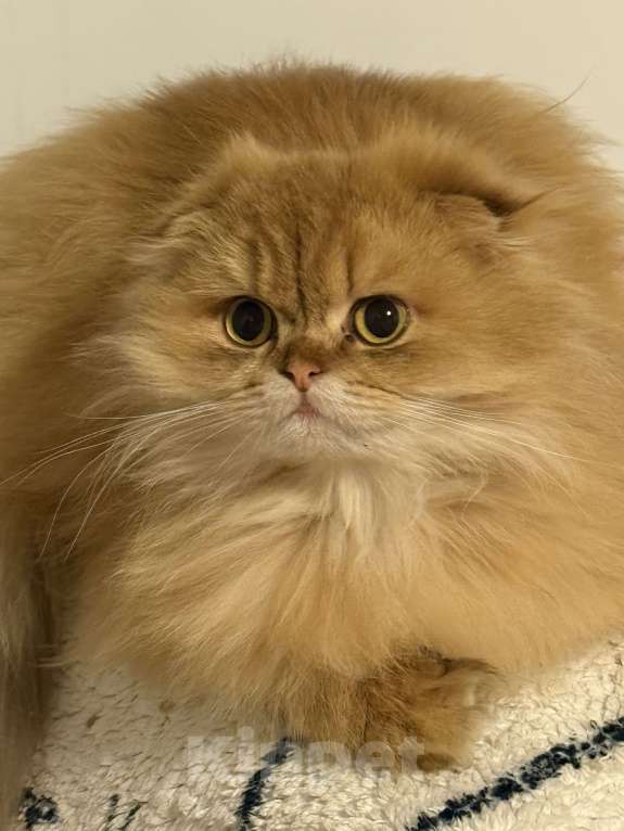 Кошки в Люберцах: Котята Девочка, Бесплатно - фото 7