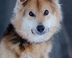 Собаки в Москве: Дружелюбный пёс в добрые руки Мальчик, Бесплатно - фото 2